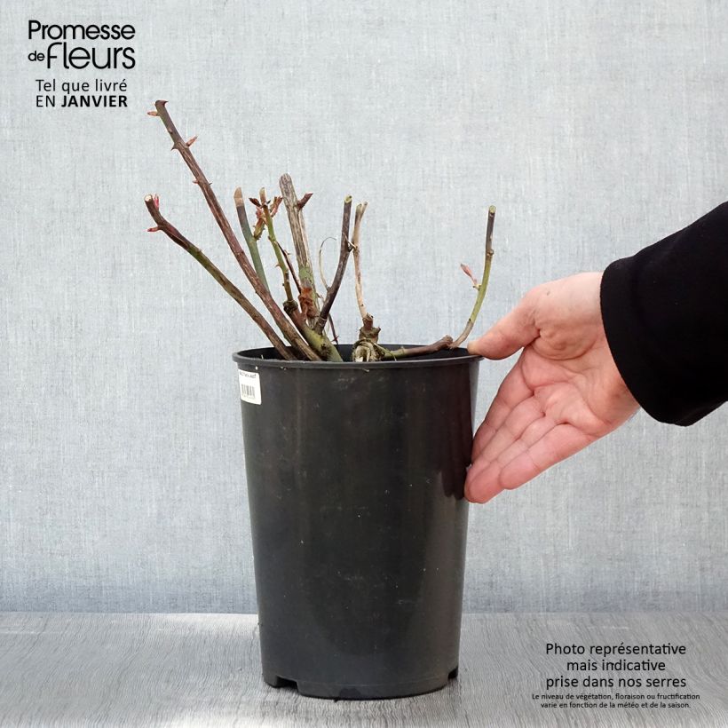 Rosa 'That's Jazz' - Climbing Rose 4L/5L pot sample as delivered in winter