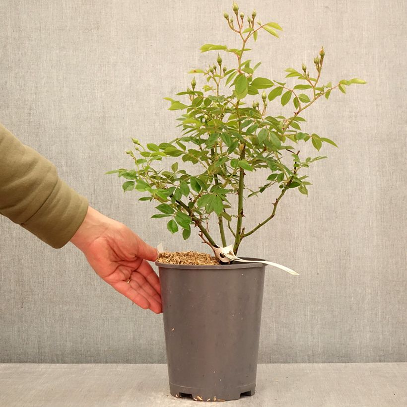 Rosa moschata Trier - Climbing Rose 4L/5L pot sample as delivered in spring