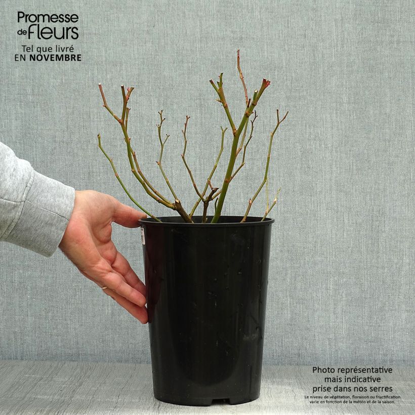 Rosa x wichuraiana Veilchenblau - Rambling Rose 4L/5L pot sample as delivered in autumn