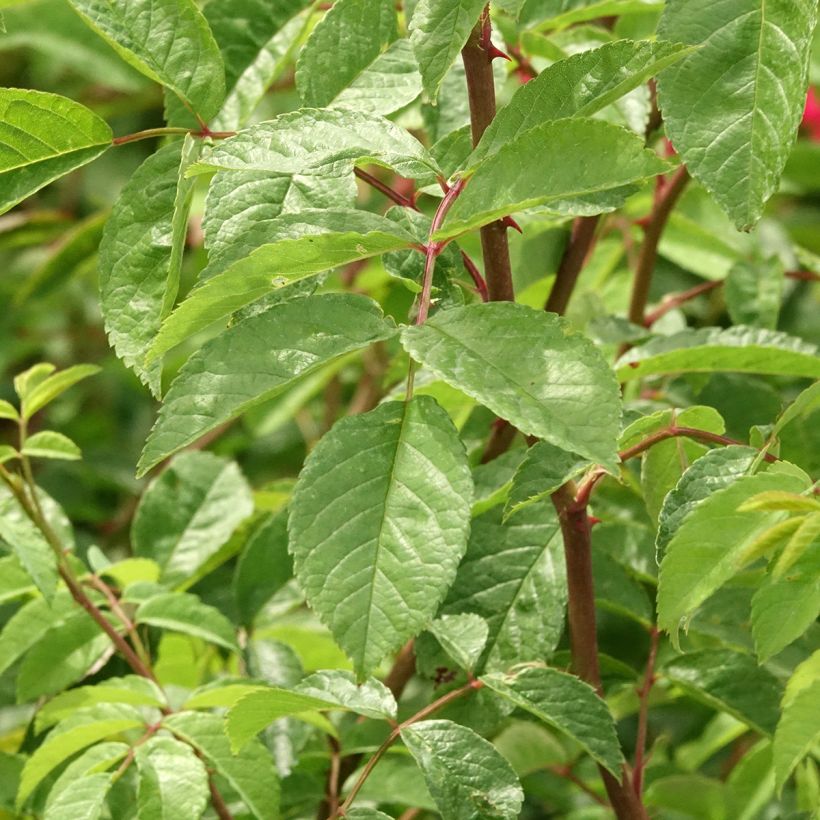 Rosa Wilderode- Bourbon Rose (Foliage)