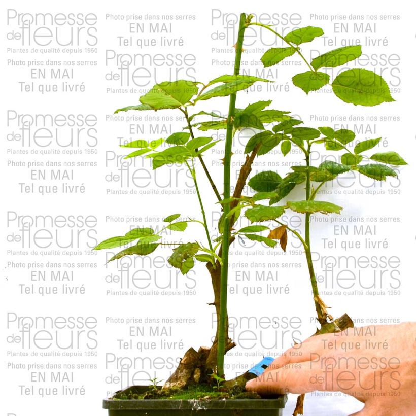 Example of Rosa Generosa Ladurée  4L/5L pot specimen as delivered