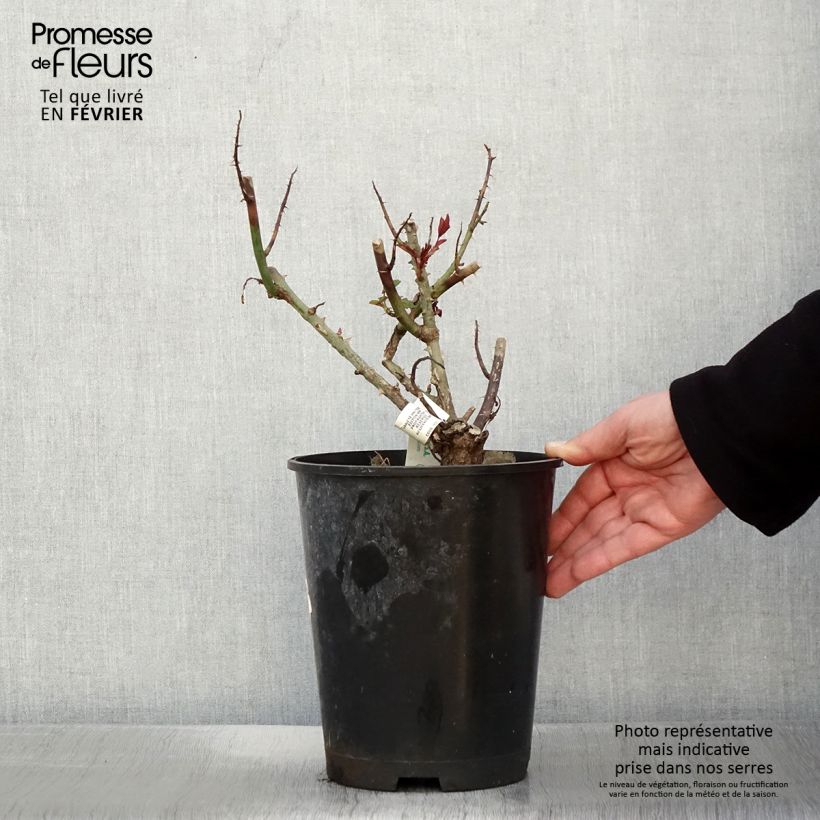 Rosa Leo Ferré - Hybrid Tea Rose 4L/5L pot sample as delivered in winter