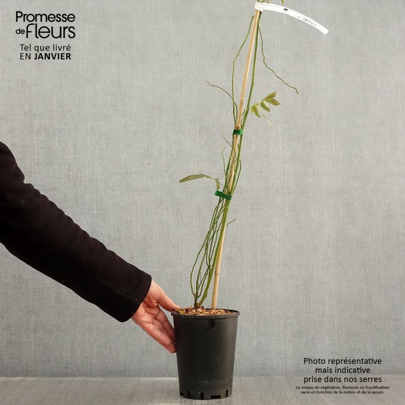 Rosa banksiae Purezza (The Pearl) 2L/3L pot sample as delivered in winter