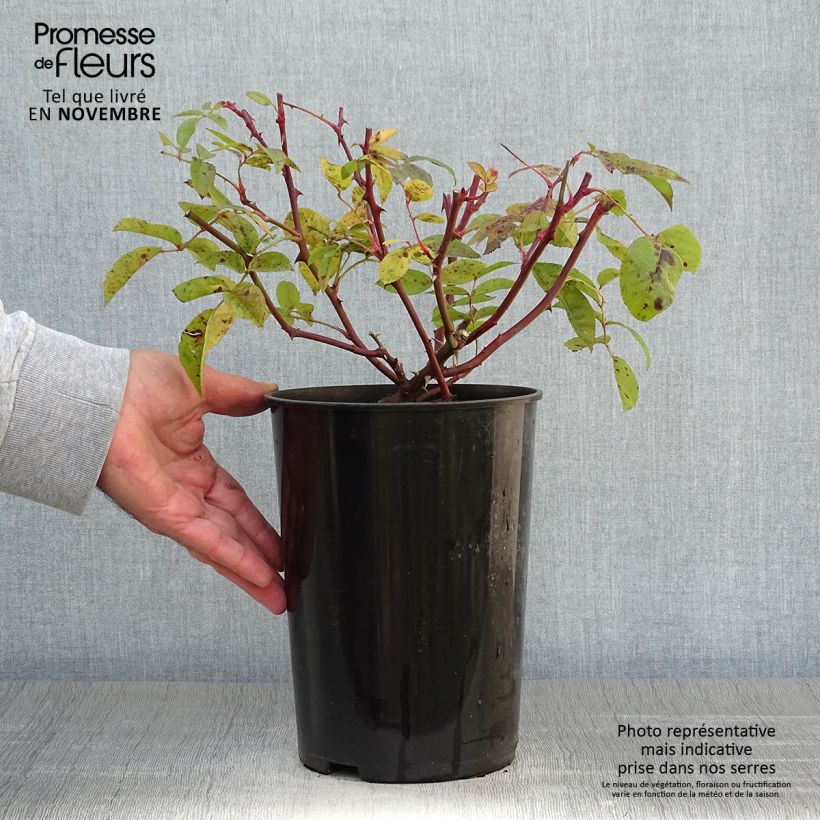Rosa x multiflora Bobbie James - Multiflora Rambling Rose 4L/5L pot sample as delivered in autumn