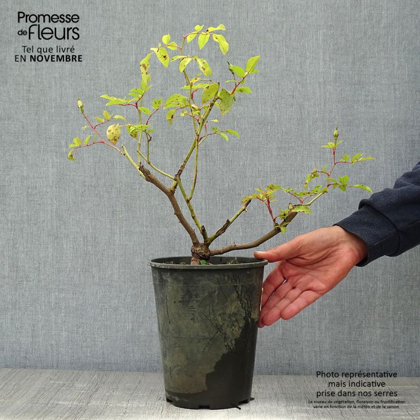Rosa filipes 'Kiftsgate' - Rambling Rose 4L/5L pot sample as delivered in autumn