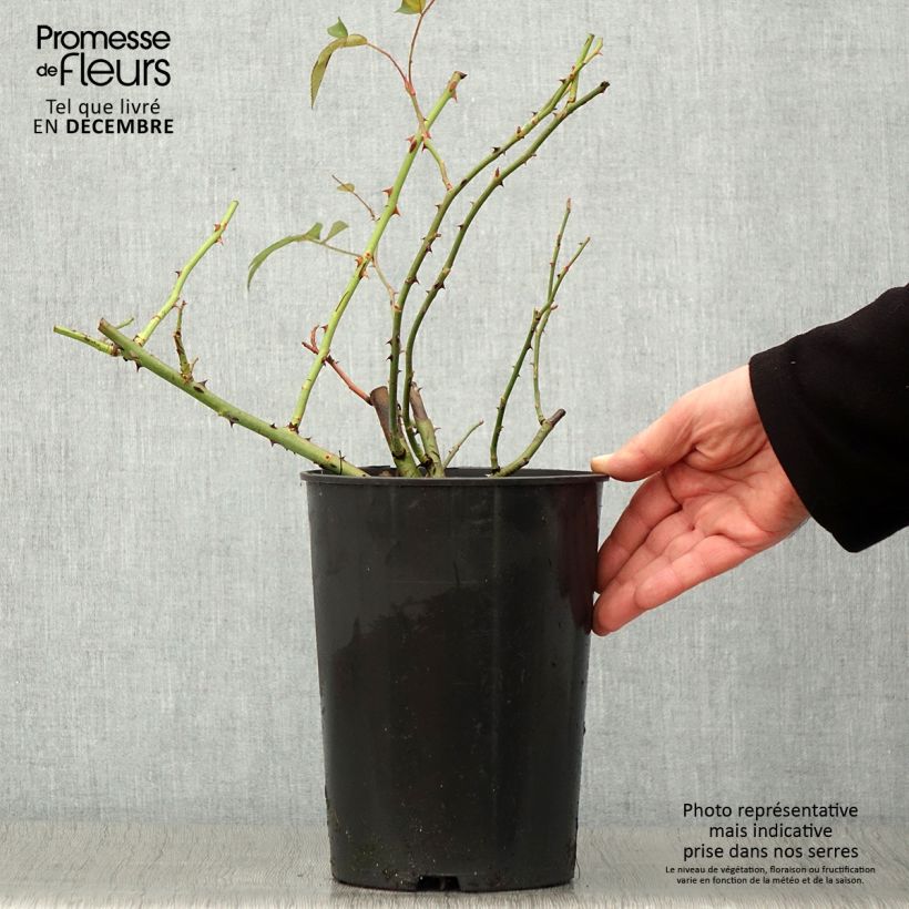 Rosa x moschata Francis E Lester - Musk Rose 4L/5L pot sample as delivered in autumn