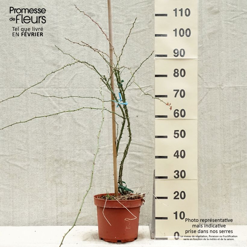Rosa x soulieana Kew Rambler 4L/5L pot sample as delivered in winter