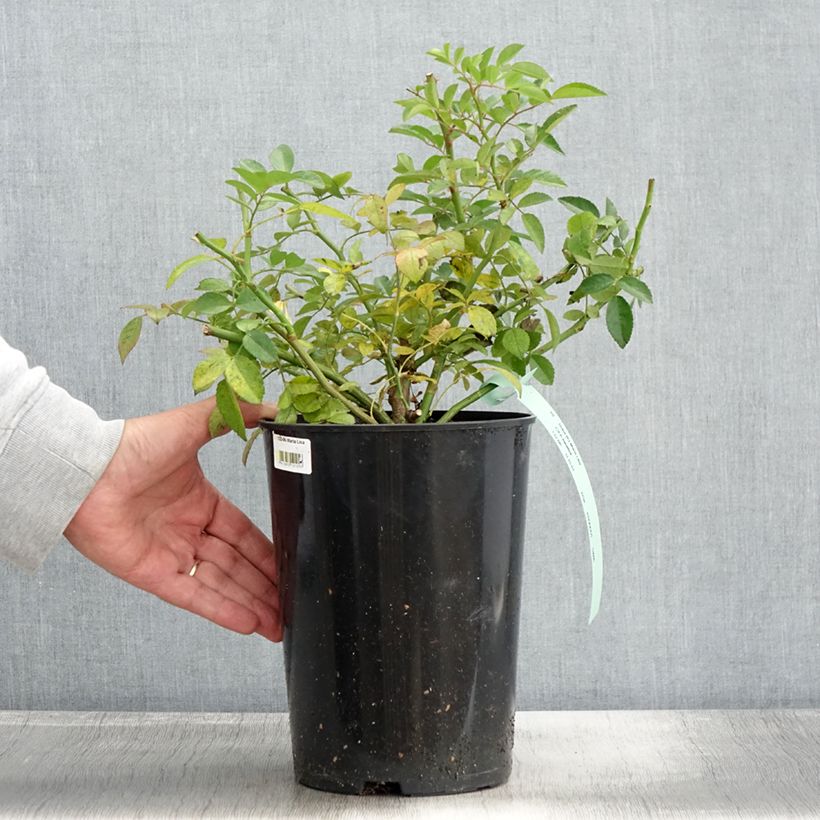Rosa x multiflora Maria Lisa - Multiflora Climbing Rose 4L/5L pot sample as delivered in autumn