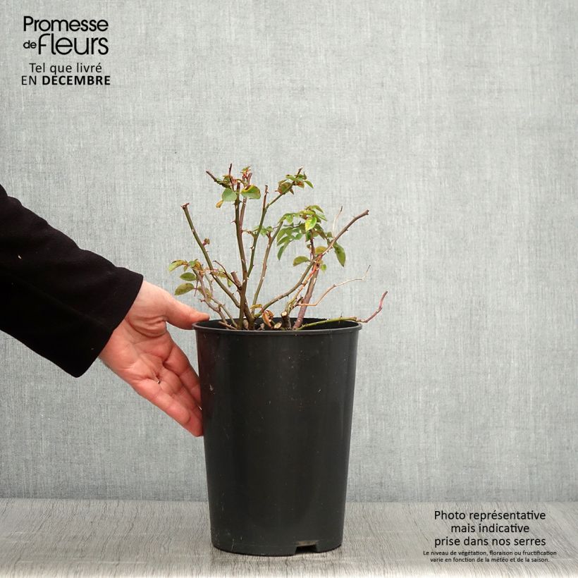Rosa x wichuraiana 'Paul Noel' - Rambling Rose 4L/5L pot sample as delivered in autumn