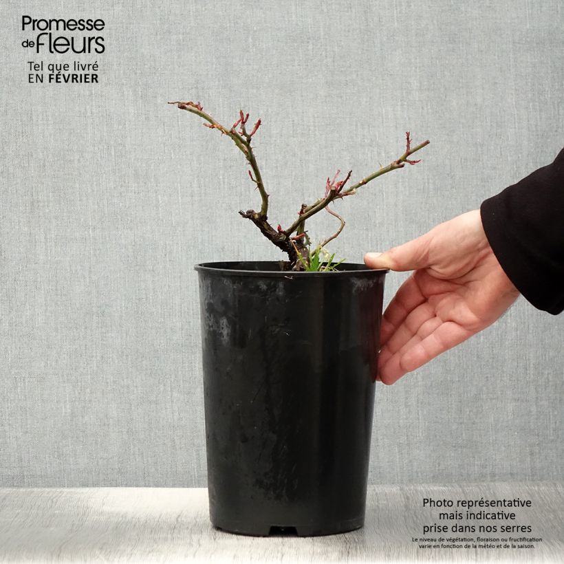 Rosa x wichuraiana 'Paul Noel' - Rambling Rose 4L/5L pot sample as delivered in winter