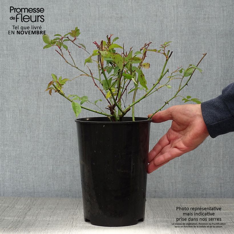 Rosa x moschata 'Paul's Himalayan Musk' - Rambling Rose 4L/5L pot sample as delivered in autumn