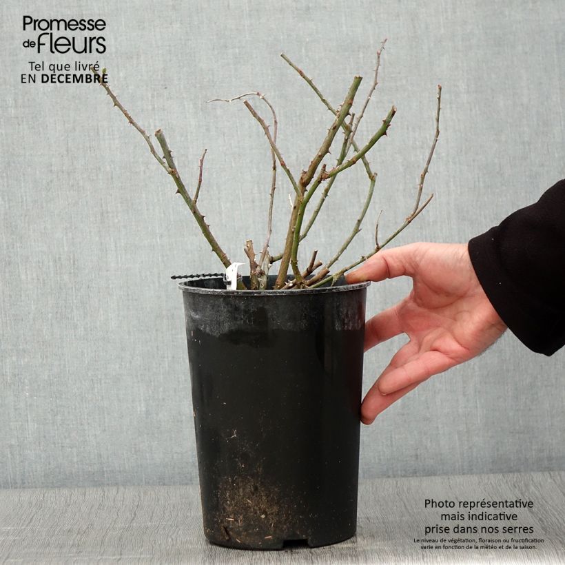 Rosa x multiflora 'Rambling Rector' - Rambling Rose 4L/5L pot sample as delivered in autumn