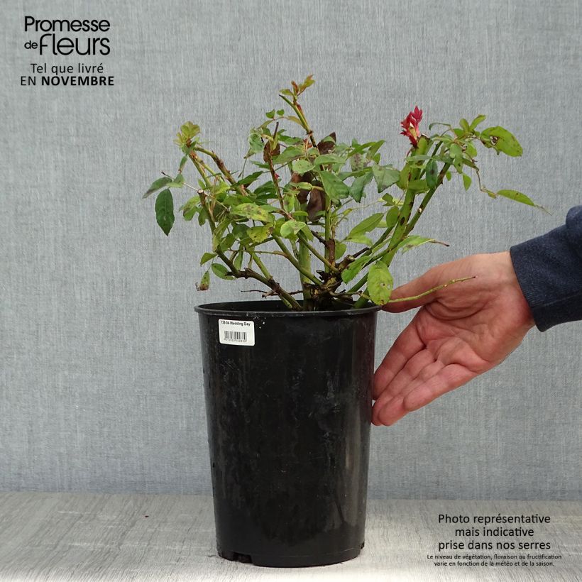 Rosa Wedding Day - Rambling Rose 4L/5L pot sample as delivered in autumn