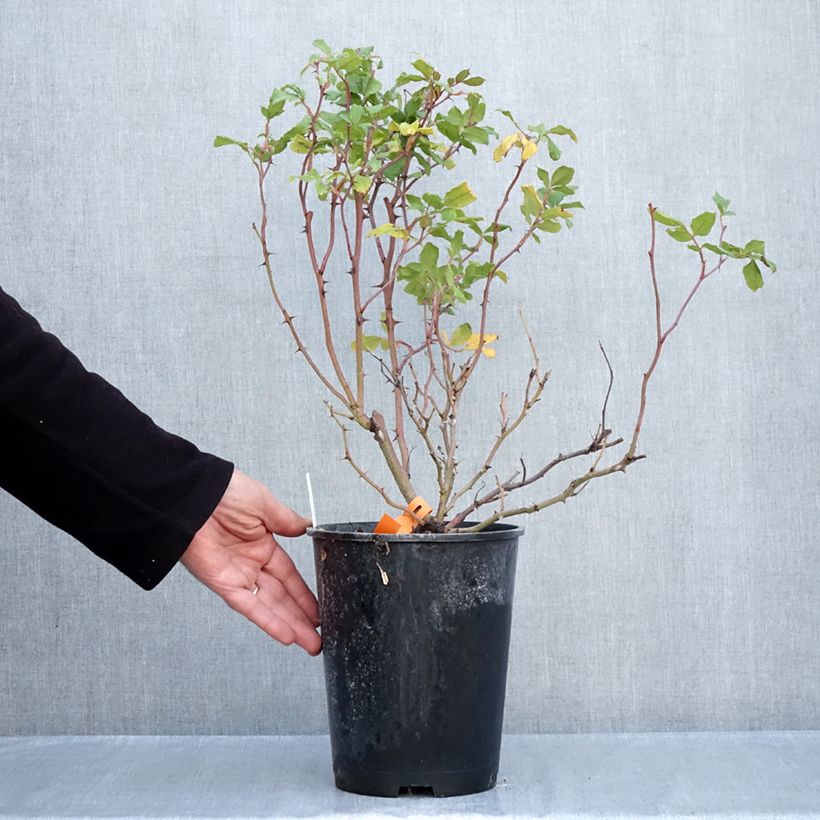 Rosa 'Pink Chantilly' - Shrub Rose 4L/5L pot sample as delivered in autumn