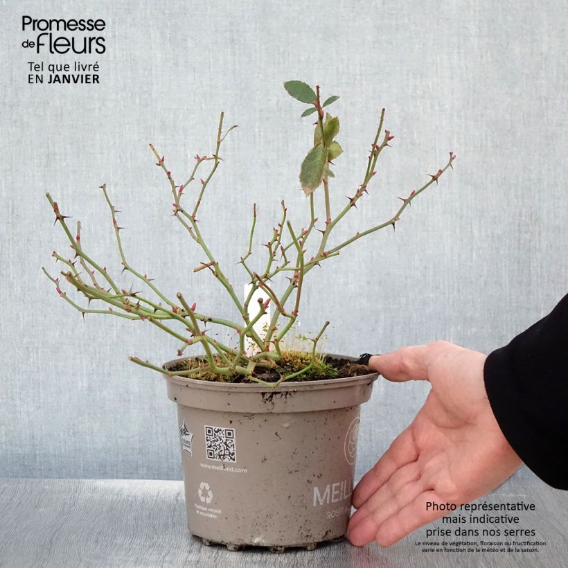 Rosa 'Pink Chantilly' - Shrub Rose 4L/5L pot sample as delivered in winter