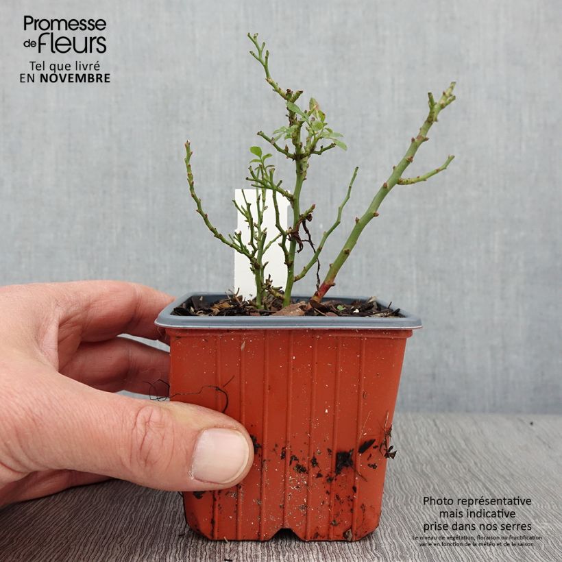 Rosa x hybrida Cutie Pie - Dwarf Rose 8/9 cm pot sample as delivered in autumn