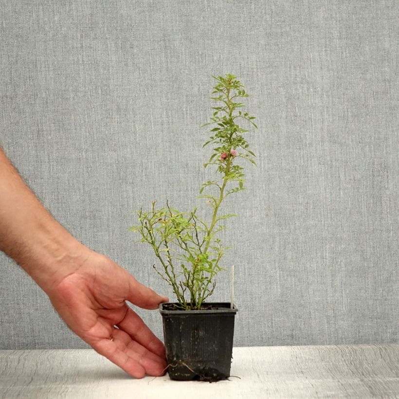 Rosa x hybrida Cutie Pie - Dwarf Rose 8/9 cm pot sample as delivered in summer