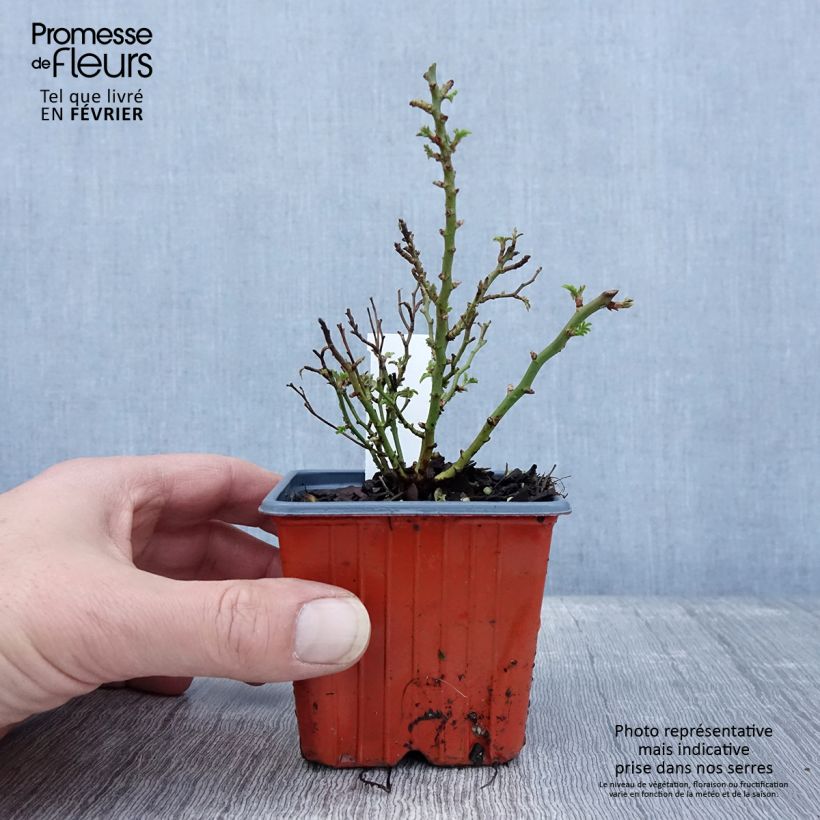 Rosa x hybrida Cutie Pie - Dwarf Rose 8/9 cm pot sample as delivered in winter