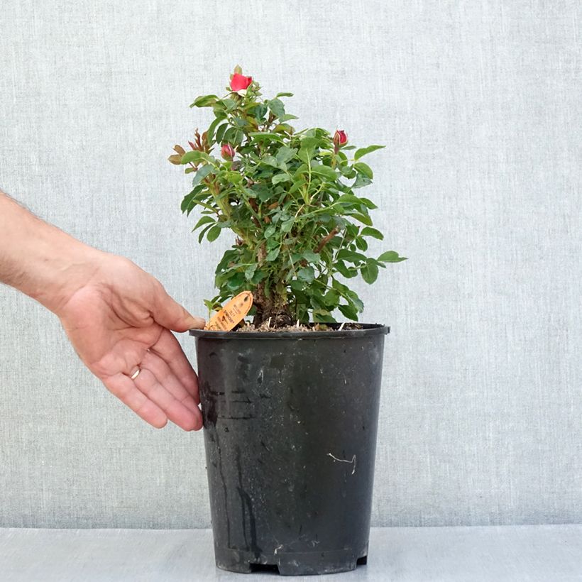 Rosa x polyantha Tilt Symphonie - Polyantha Rose 4L/5L pot sample as delivered in summer