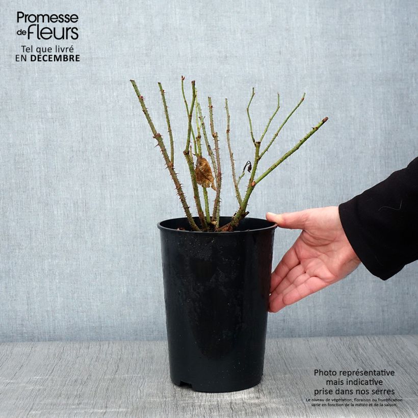 Rosa x Portland Madame Boll 4L/5L pot sample as delivered in autumn
