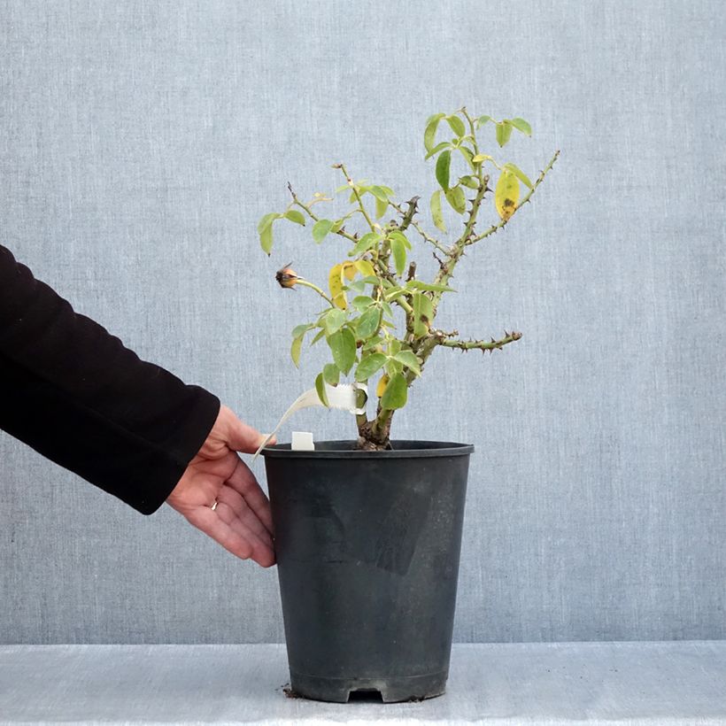 Rosa x polyantha Bordure d'Or - Polyantha Rose 2L/3L pot sample as delivered in autumn