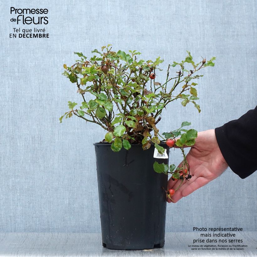 Rosa x persica 'Cream Babylon Eyes' - Miniature Rose 4L/5L pot sample as delivered in autumn
