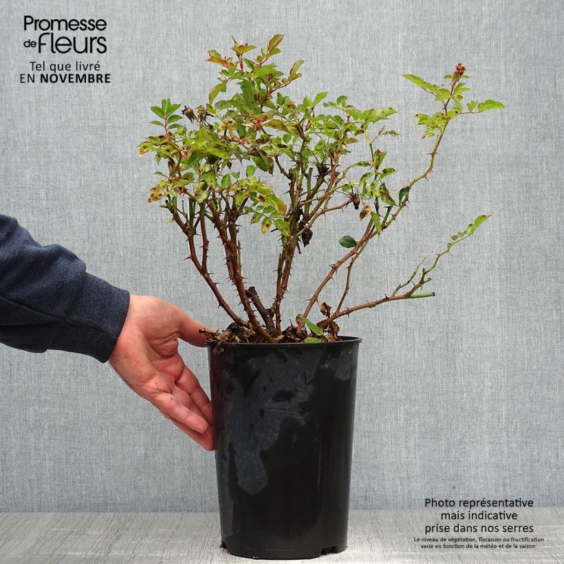 Rosa x persica Fancy Babylon Eyes - Persian Rose 4L/5L pot sample as delivered in autumn