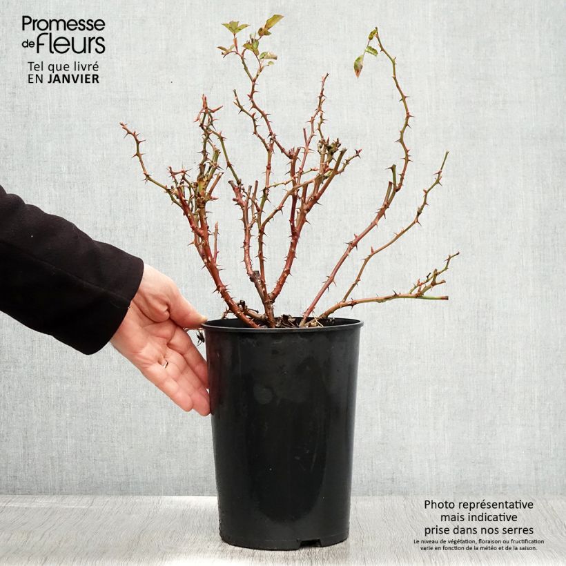 Rosa x persica Fancy Babylon Eyes - Persian Rose 4L/5L pot sample as delivered in winter