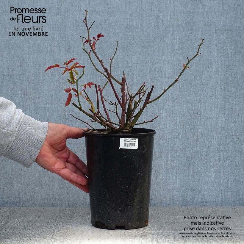 Rosa x polyantha KOSTER 'Fête des Mères' - Miniature Rose  3L/4L pot sample as delivered in autumn