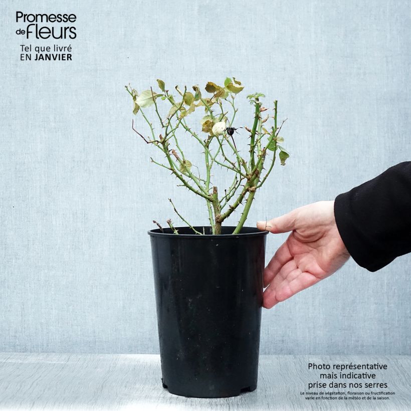 Rosa x persica Glorious Babylon Eyes - Persian Rose 4L/5L pot sample as delivered in winter