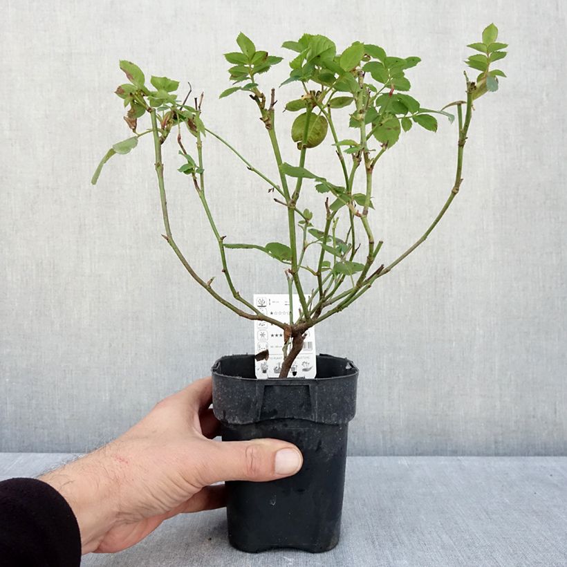 Rosa x polyantha Lemon Fizz - Polyantha Rose 10cm/11cm pot sample as delivered in autumn