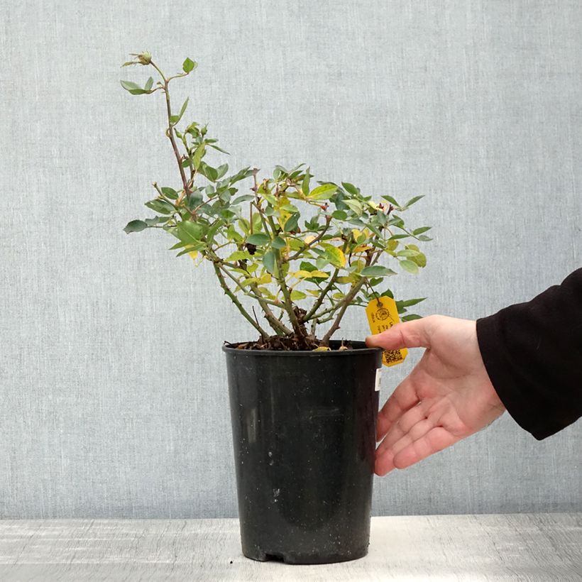 Rosa x polyantha - Lilliputs - 'Little Sunset' - Miniature Rose 3L/4L pot sample as delivered in autumn