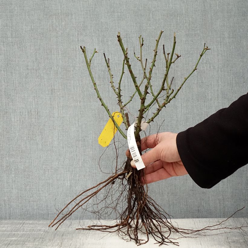 Rosa x polyantha - Lilliputs - 'Little Sunset' - Miniature Rose Bare root sample as delivered in winter