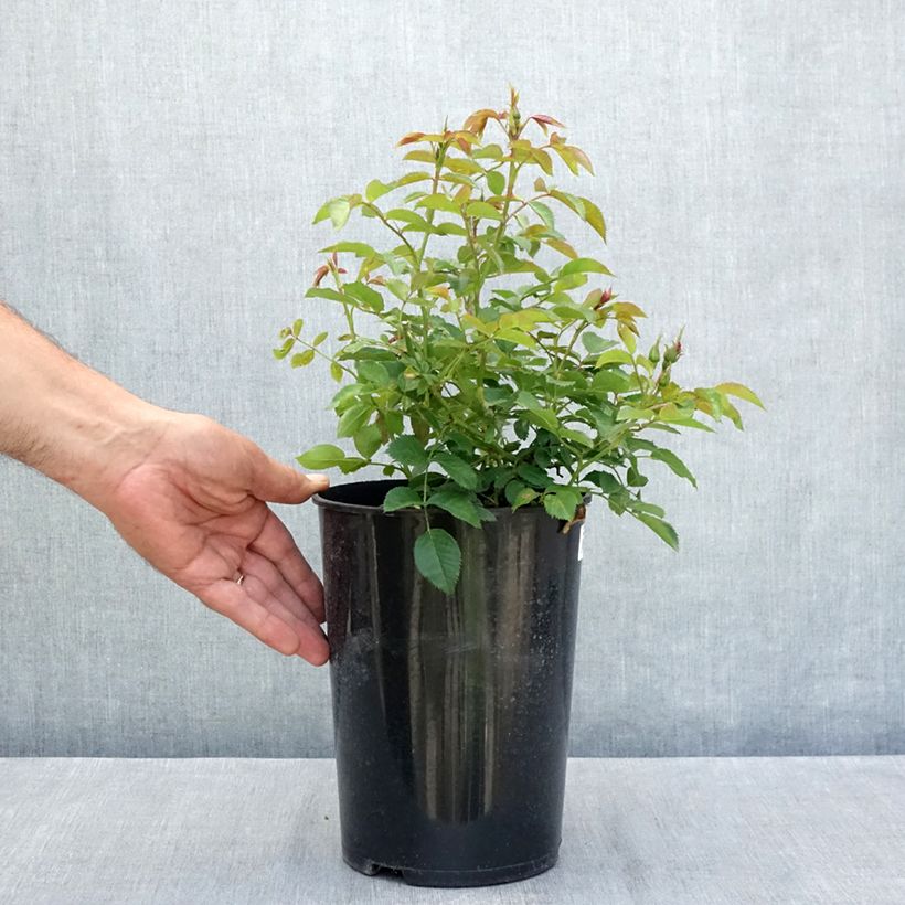 Rosa Maestro Babylon Eyes - Shrub rose 4L/5L pot sample as delivered in summer