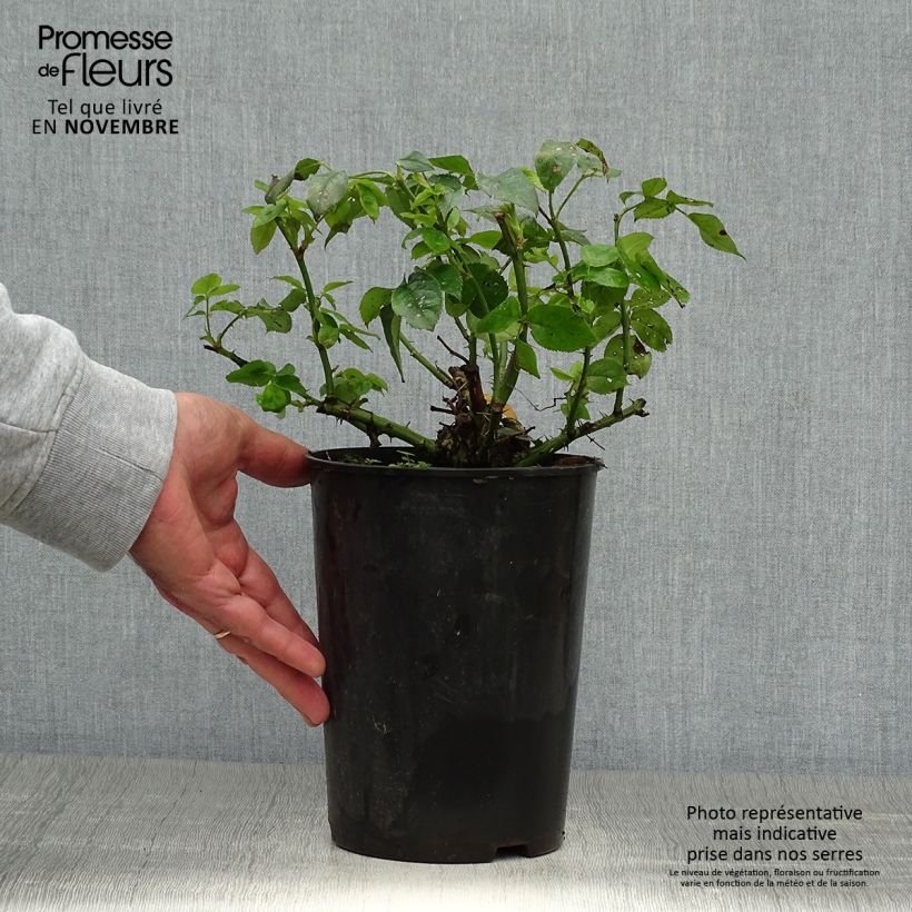 Rosa x polyantha Lemon Fizz - Polyantha Rose 3L/4L pot sample as delivered in autumn