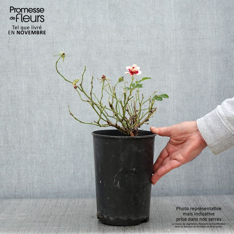 Rosa x persica 'Queen Babylon Eyes' - Miniature Rose 4L/5L pot sample as delivered in autumn