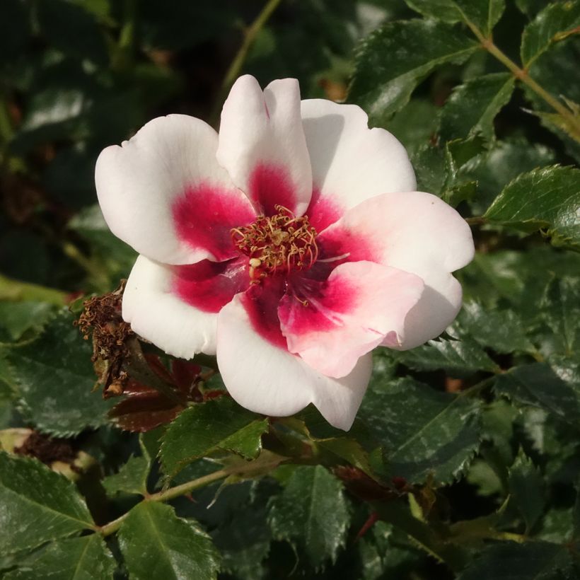 Rosa x persica Sweet Babylon Eyes - Hybrid Persian Rose (Flowering)