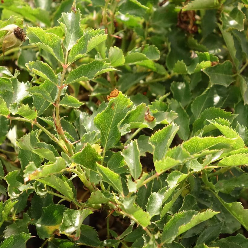 Rosa x persica 'Trendy Babylon Eyes'  - Miniature Rose (Foliage)