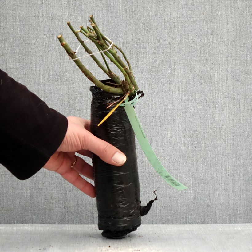Rosa 'Alexander von Humboldt' - Shrub Rose Wrapped bare root sample as delivered in winter
