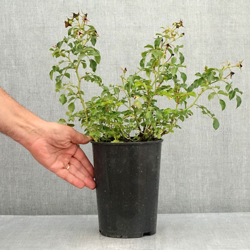 Rosa x polyantha NECTAR GARDEN LILLIPUTS Lupo - Dwarf Rose 3L/4L pot sample as delivered in summer
