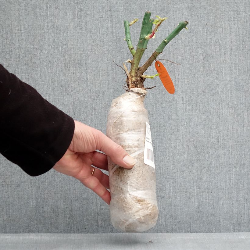 Rosa x polyantha NECTAR GARDEN LILLIPUTS Lupo - Dwarf Rose Wrapped bare root sample as delivered in winter