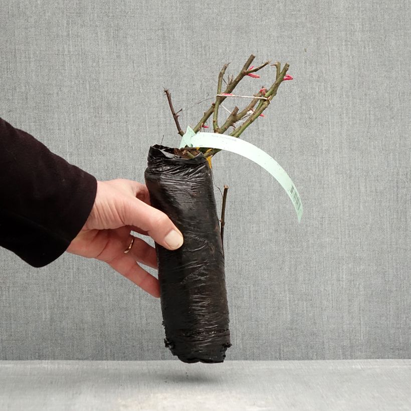 Rosa x Thé - 'Impala' - Patio Rose  Wrapped bare root sample as delivered in winter