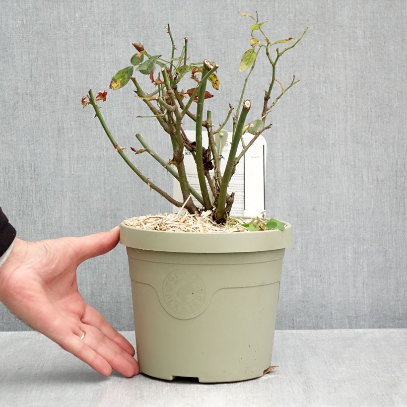 Rosa x floribunda - 'Milano'- Patio Rose 1.5L/2L pot sample as delivered in autumn