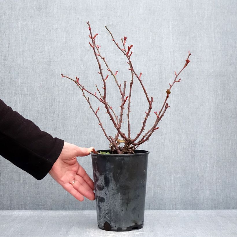 Rosa x floribunda PATIO ROSE Xenia - Floribunda Rose 3L/4L pot sample as delivered in winter