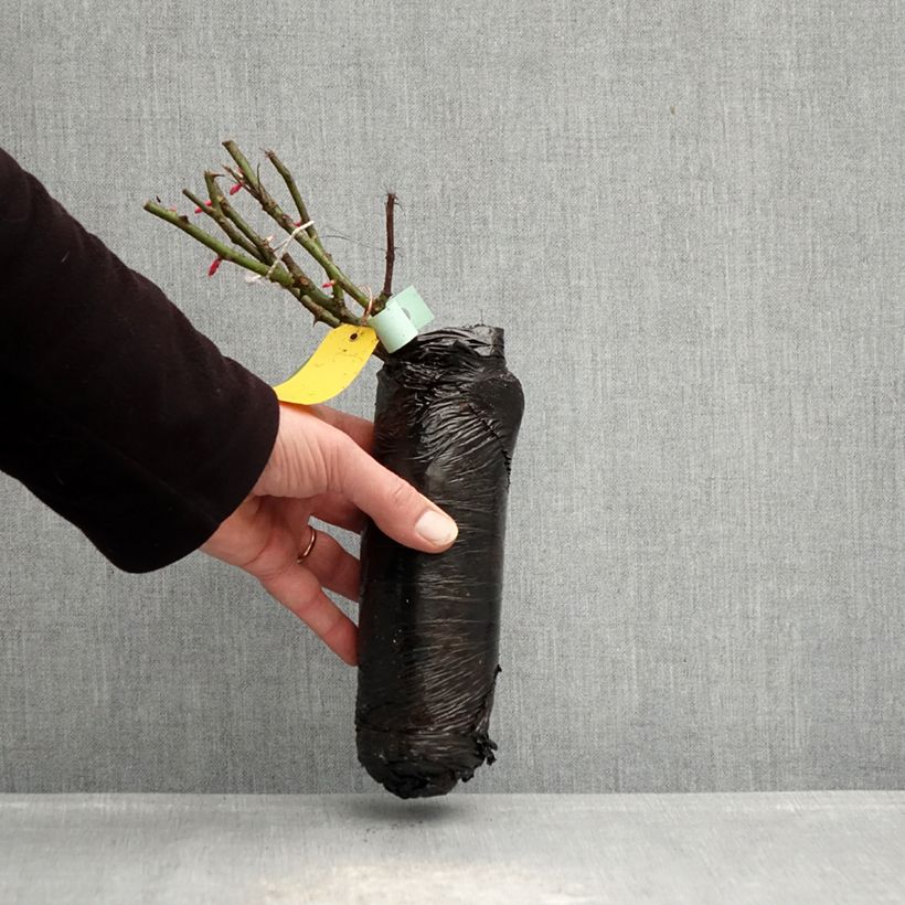 Rosa x floribunda PATIO ROSE Xenia - Floribunda Rose Wrapped bare root sample as delivered in winter