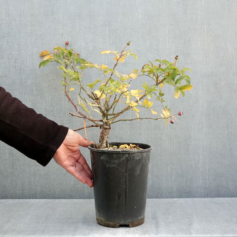 Example of Rosa Hello - Shrub Rose 4L/5L pot as you get in automne