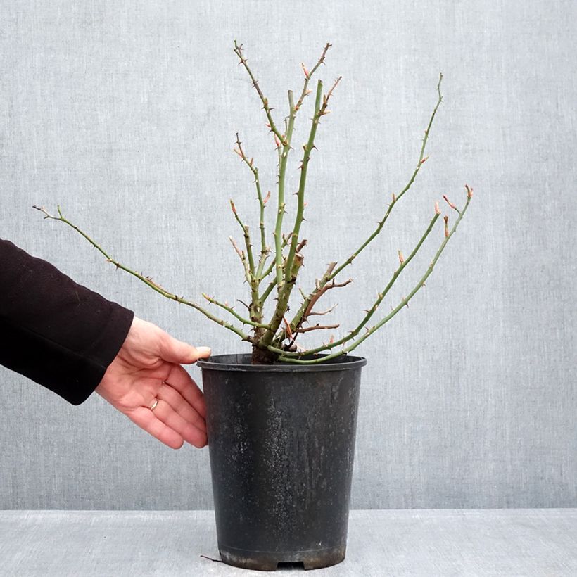 Rosa Hello - Shrub Rose 4L/5L pot sample as delivered in winter