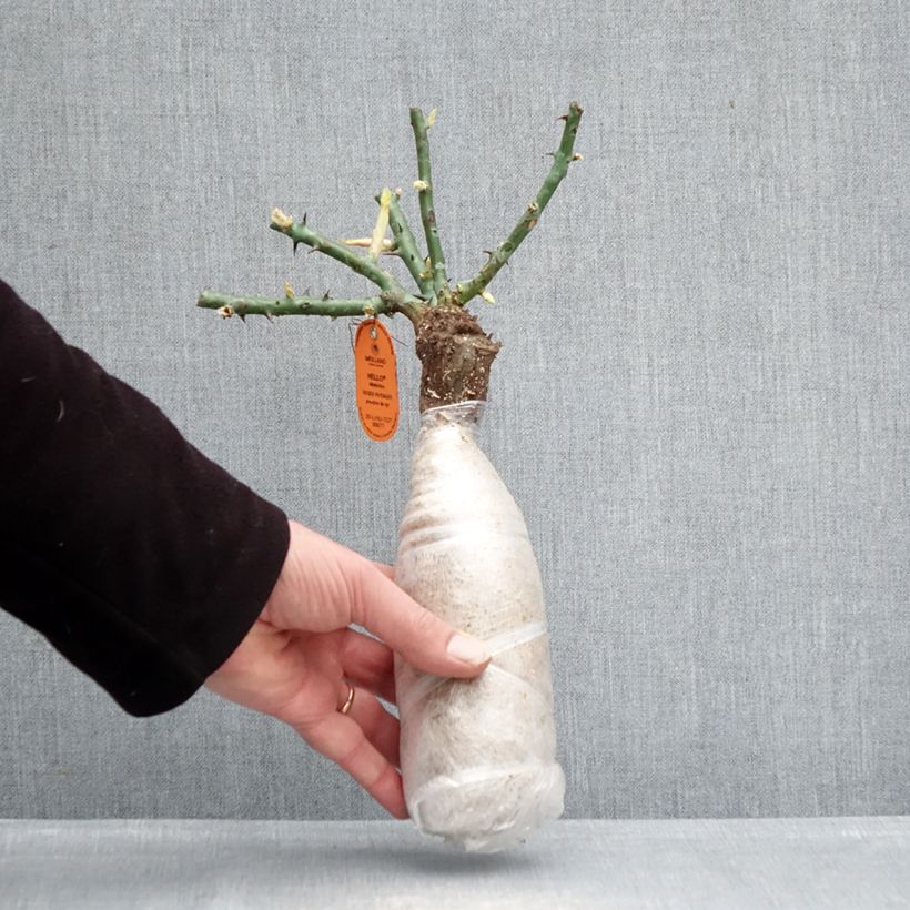 Rosa Hello - Shrub Rose Wrapped bare root sample as delivered in winter