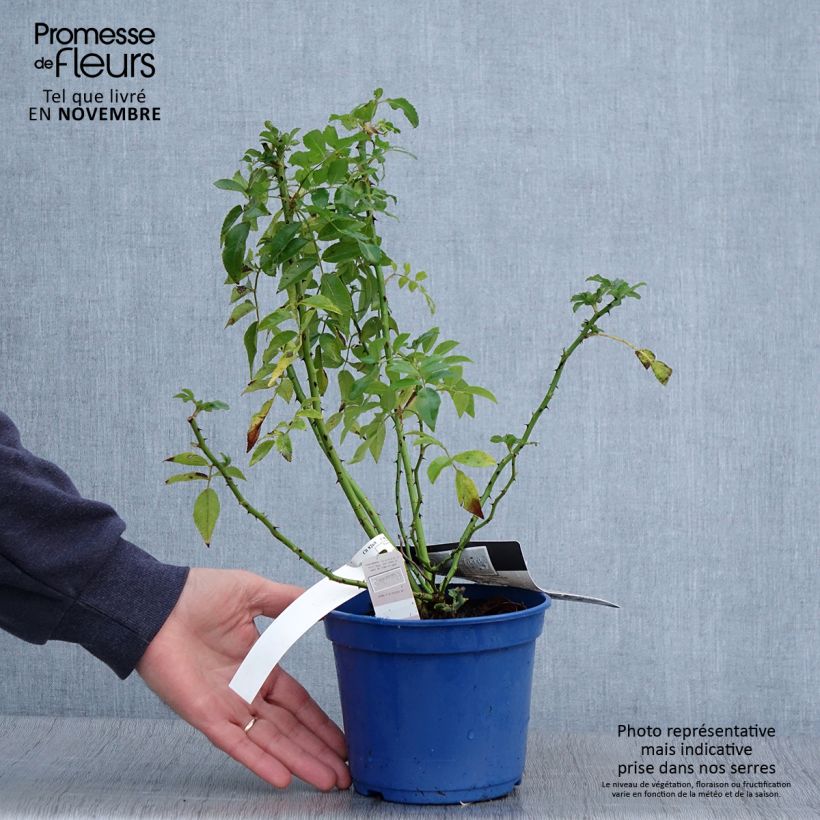 Rosa Rosanatura Alba 2L/3L pot sample as delivered in autumn