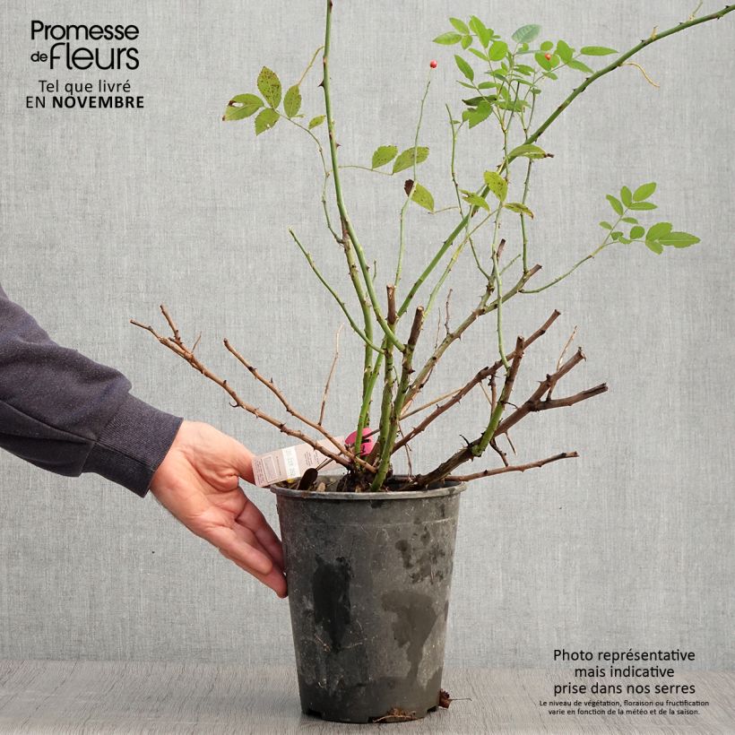 Rosa Rosanatura Bicolore - Hybrid Musk Rose 2L/3L pot sample as delivered in autumn